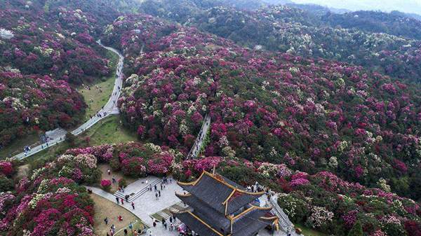 百里杜鹃风景名胜区